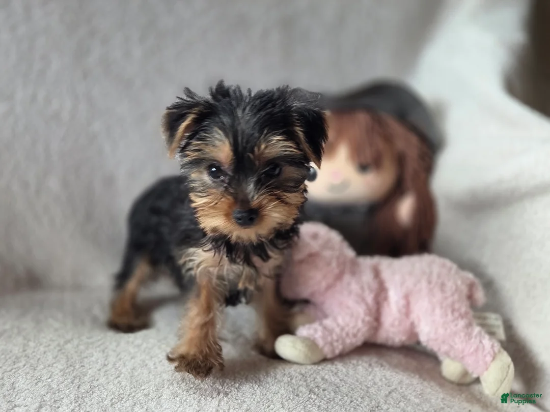 Yorkshire Terrier dogs for sale: Aowin - Ad 2
