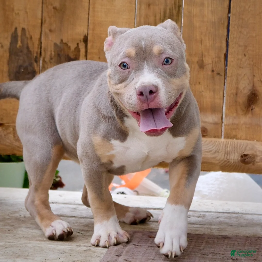 American Bully dogs for sale: Linda - Ad 5