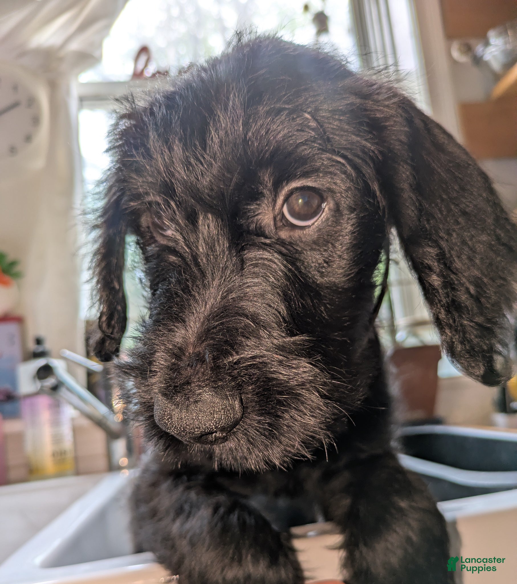 Mixed Breed dogs Taco - Ad 4