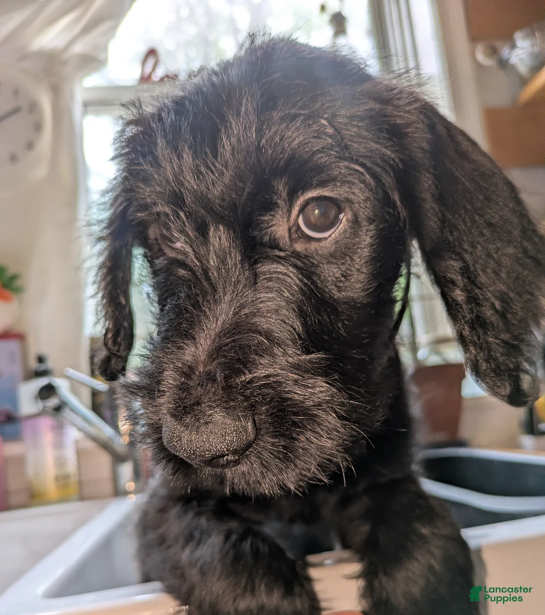 Mixed Breed dogs for sale: Taco - Ad 1