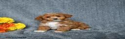 Maltipoo dogs for sale: Sweetie - Ad 3