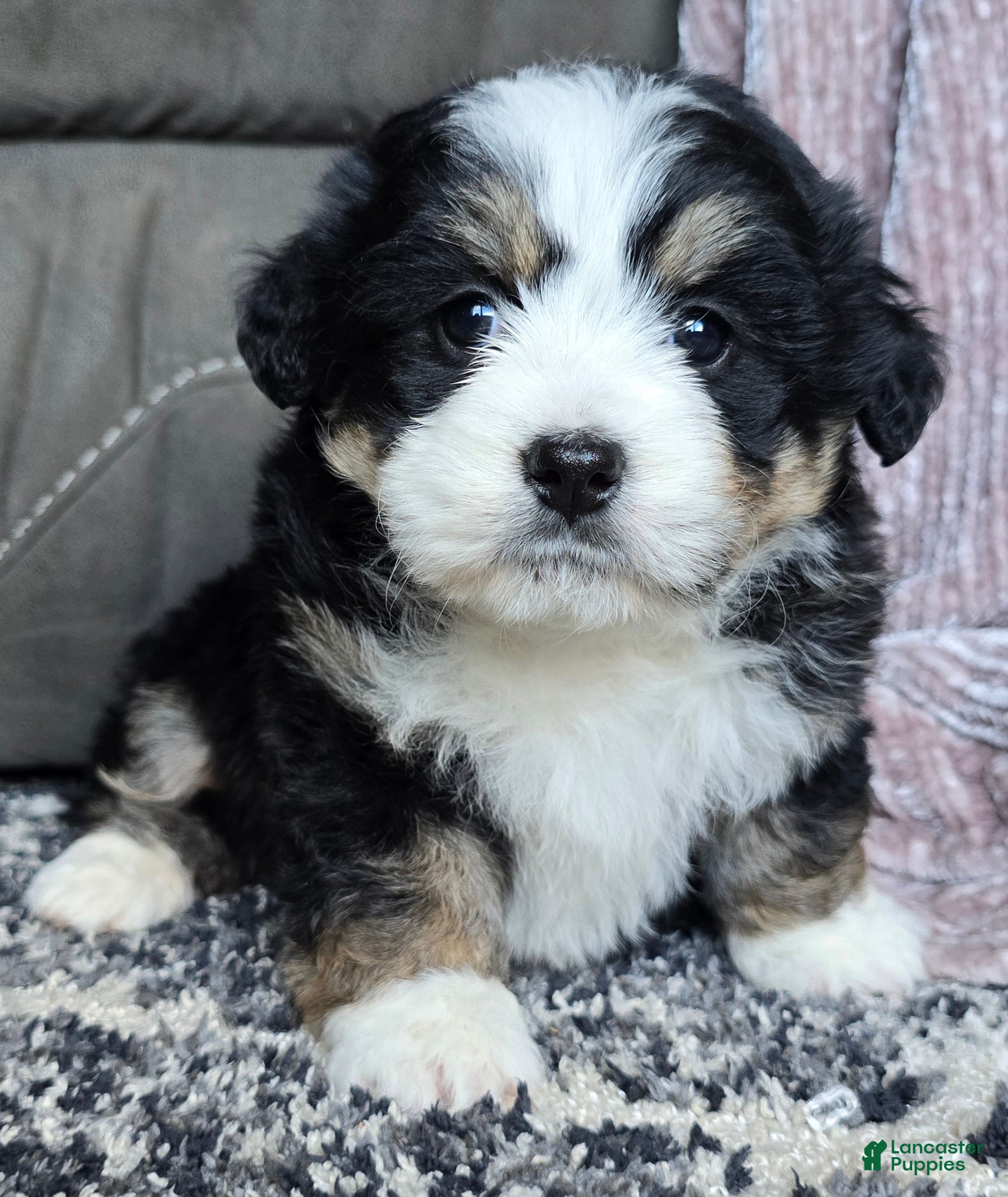 Mini Bernedoodle dogs Mini Mia  - Ad 11