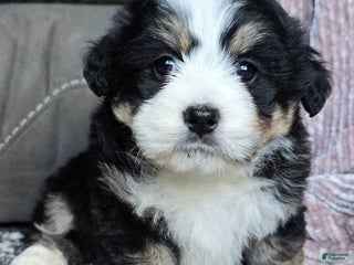 Mini Bernedoodle dogs Mini Mia - Ad 10