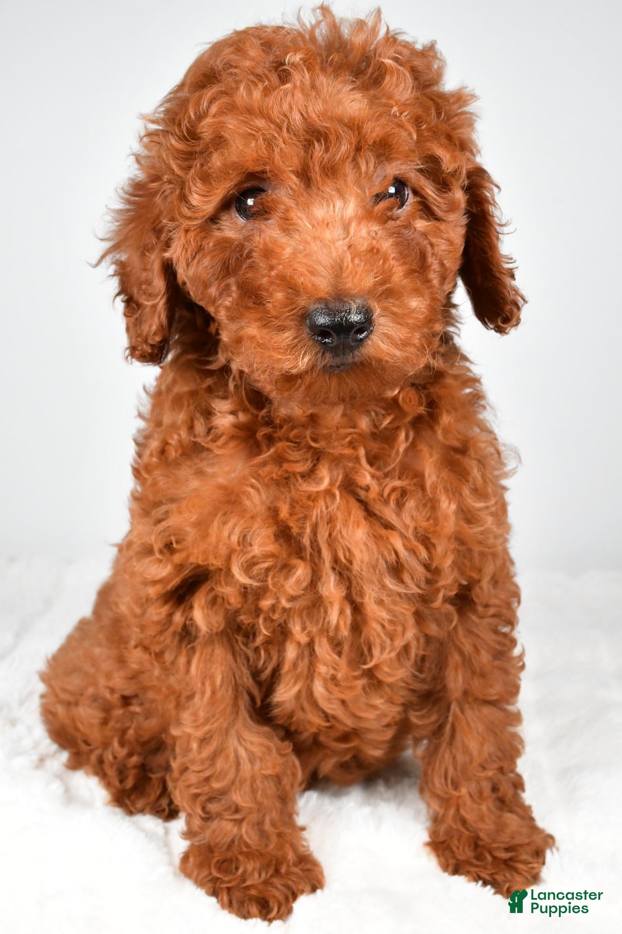Miniature Poodle dogs Alex - Ad 2