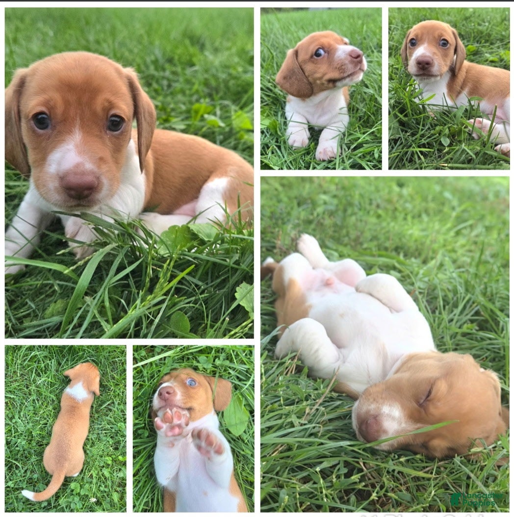 Dachshund dogs for sale: Gus - Ad 3