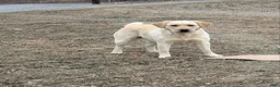 Labrador Retriever dogs for sale: Aster - Ad 5