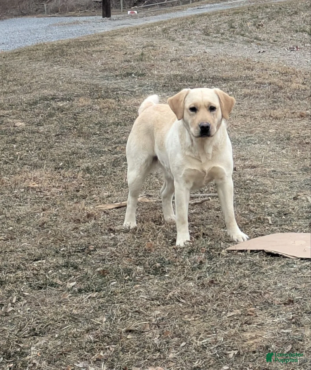 Labrador Retriever dogs for sale: Aster - Ad 5