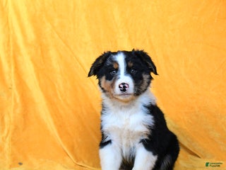Australian Shepherd dogs - Ad 41