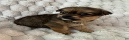 Mixed Breed dogs for sale: Timmy - Ad 2