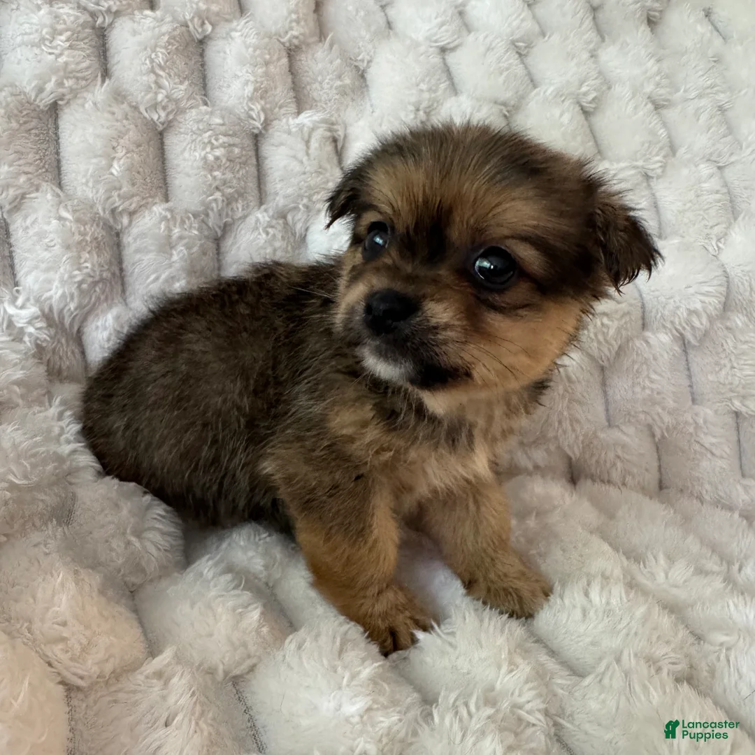 Mixed Breed dogs for sale: Timmy - Ad 2