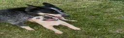 Australian Cattle Dog dogs for sale: Georgie Girl - Ad 51