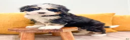 Mini Bernedoodle dogs for sale: Hannah - Ad 2