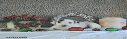 Jack Russell Terrier dogs for sale: Toby - Ad 4