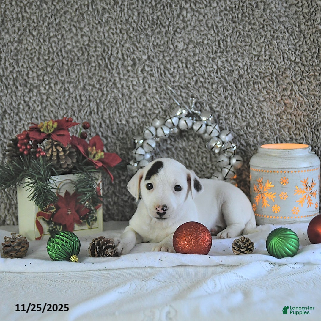 Jack Russell Terrier dogs for sale: Toby - Ad 4