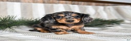 Miniature Dachshund dogs for sale: Cookie - Ad 1