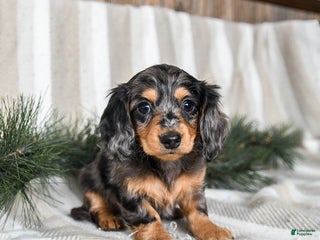 Miniature Dachshund dogs Cookie - Ad 25
