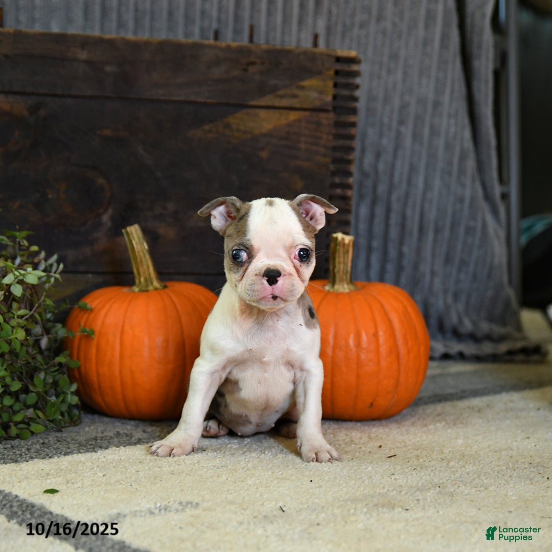 Boston Terrier dogs for sale: Kenzie - Ad 8