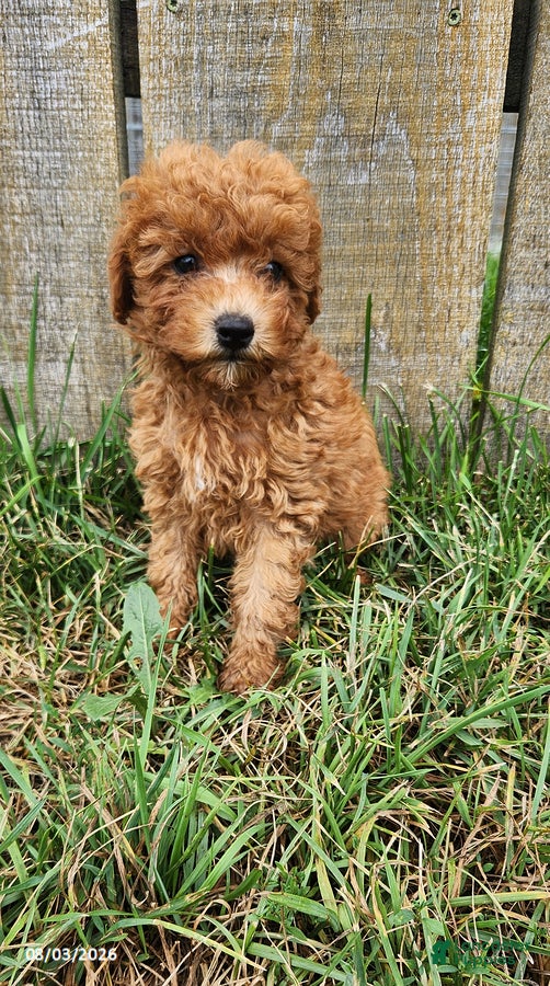 Miniature Poodle dogs Blake - Ad 1