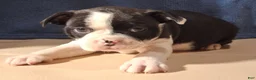 Miniature Dachshund dogs for sale: Allie - Ad 4