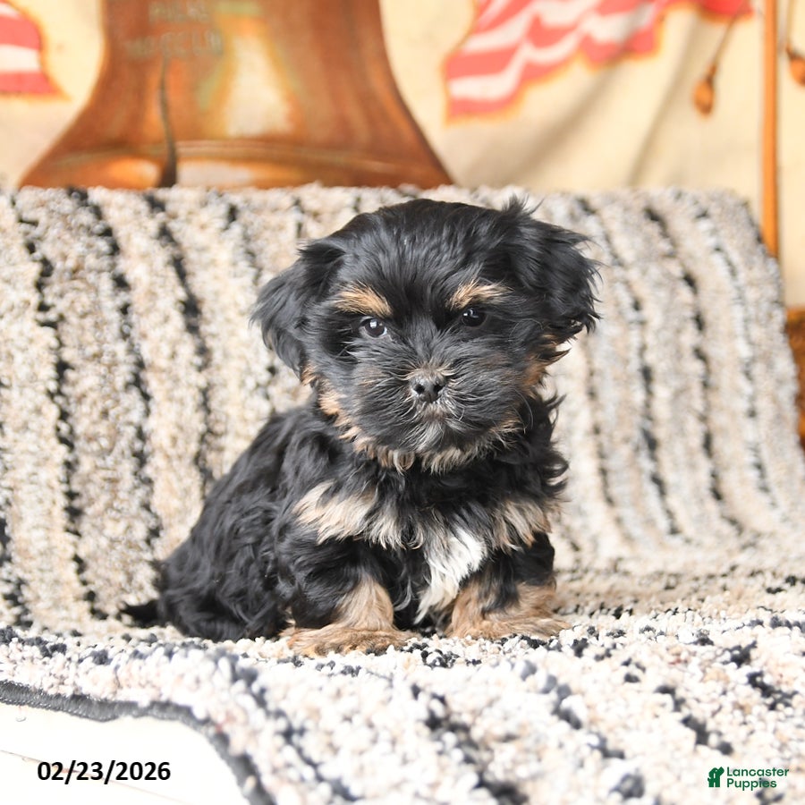 Shorkie dogs Joey - Ad 1