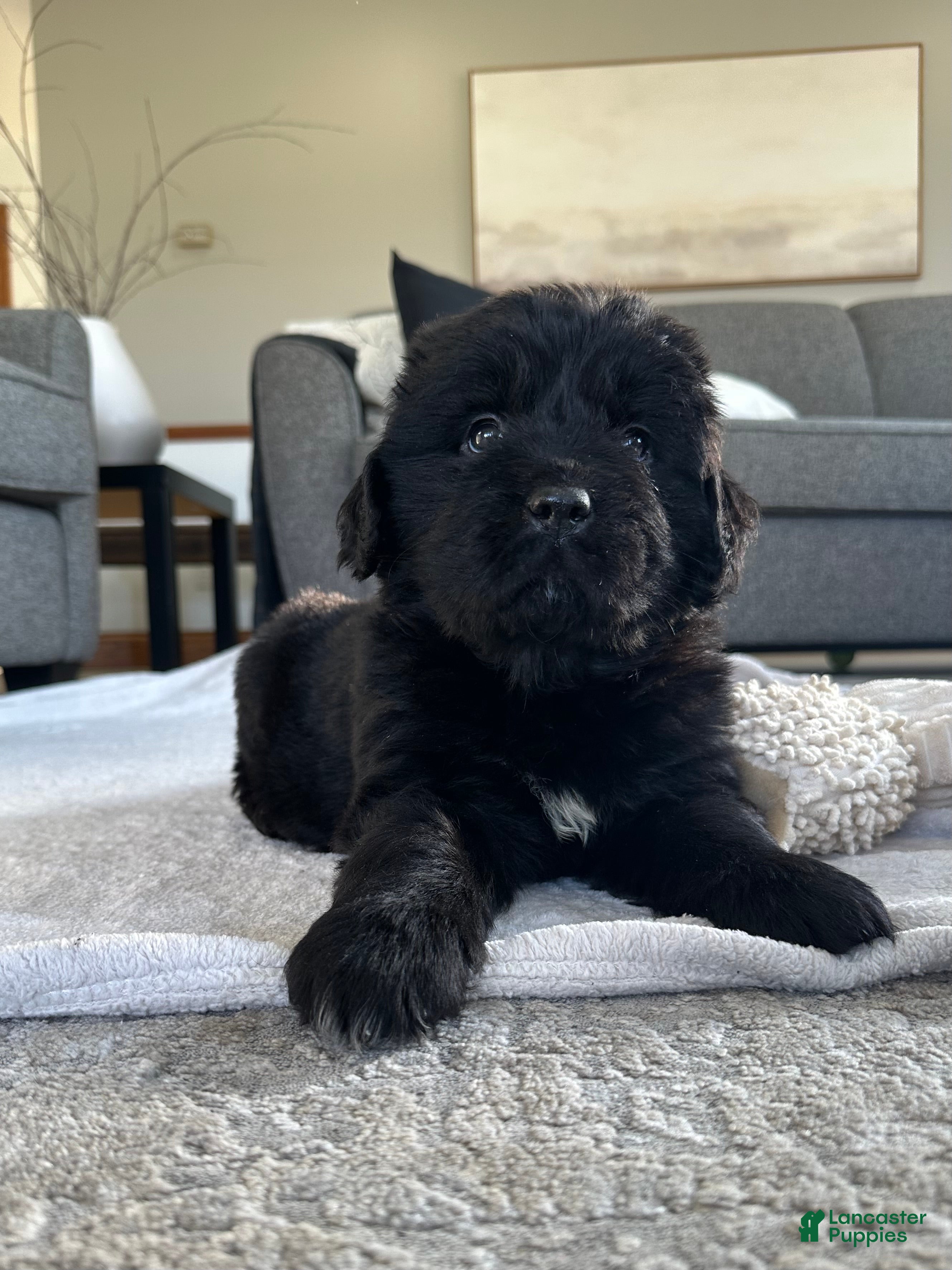 Newfoundland dogs AKC,OFA,CH, “ Lillie”  - Ad 1