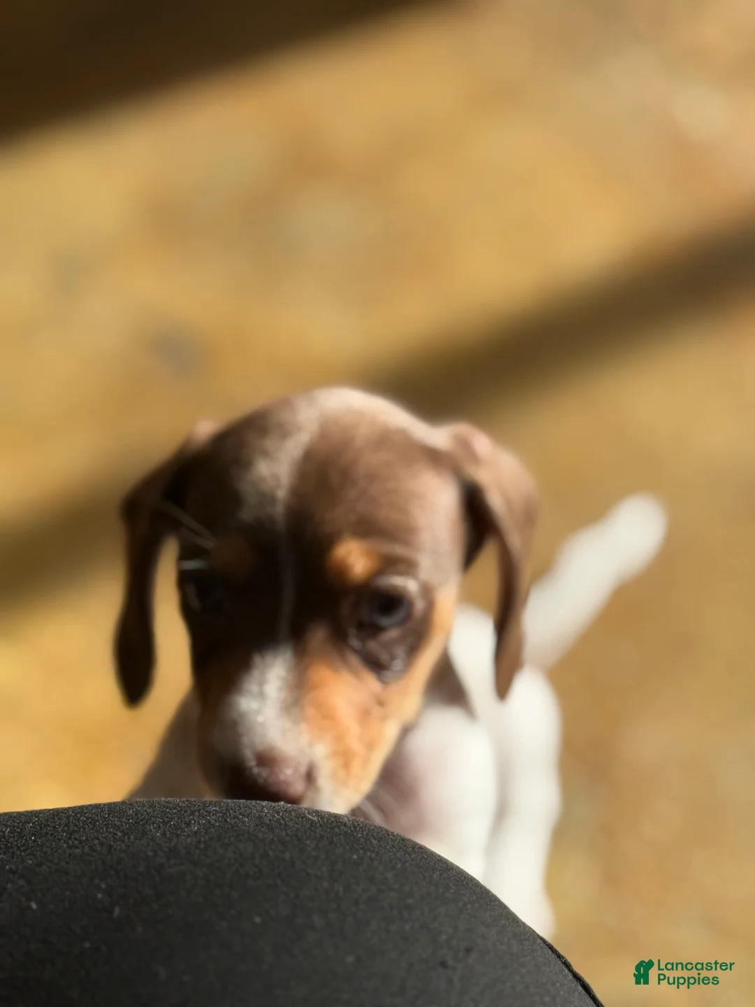 Dachshund dogs for sale: Dachshund Puppy 2 - Ad 10
