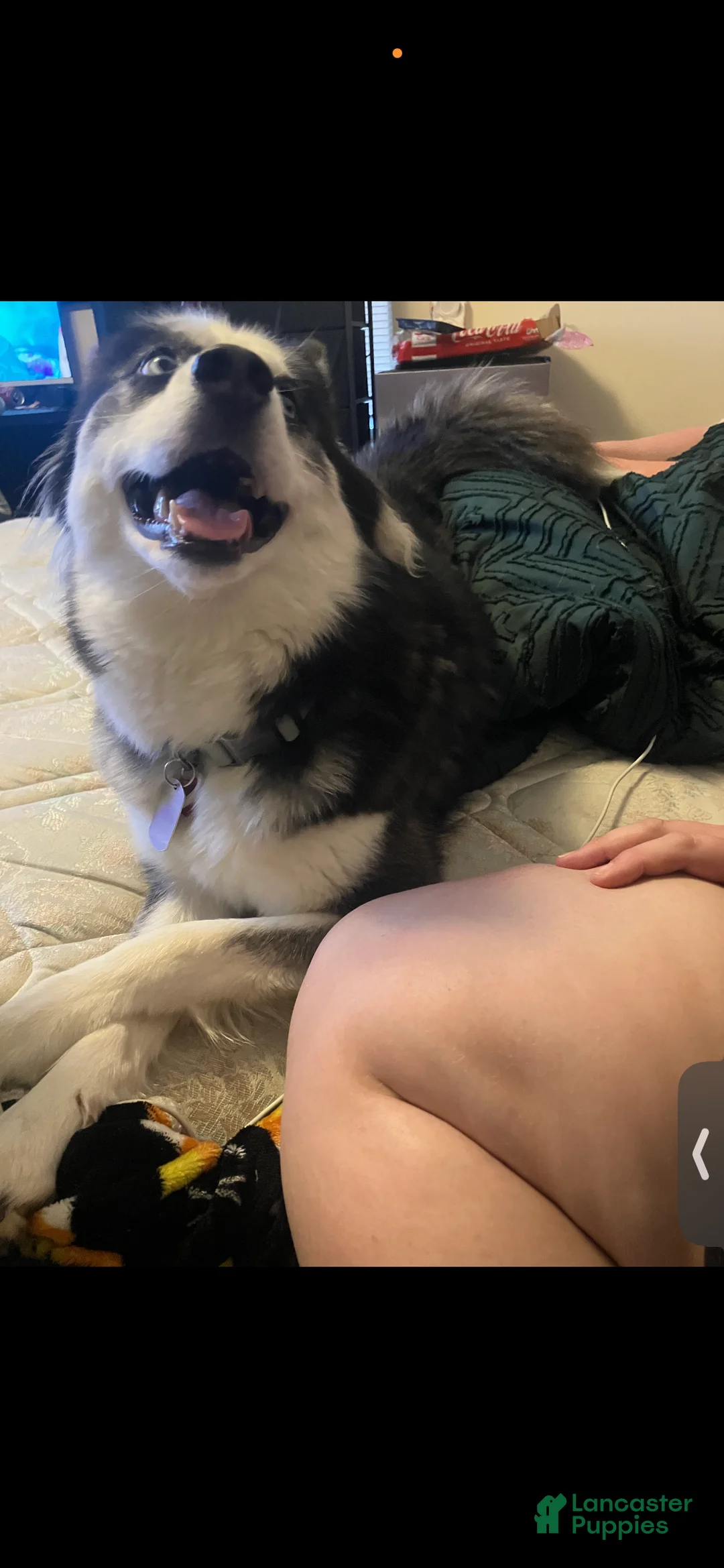 Siberian Husky dogs for sale: Kyra - Ad 1