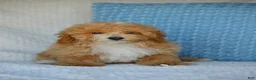 Mixed Breed dogs for sale: Simon - Ad 2