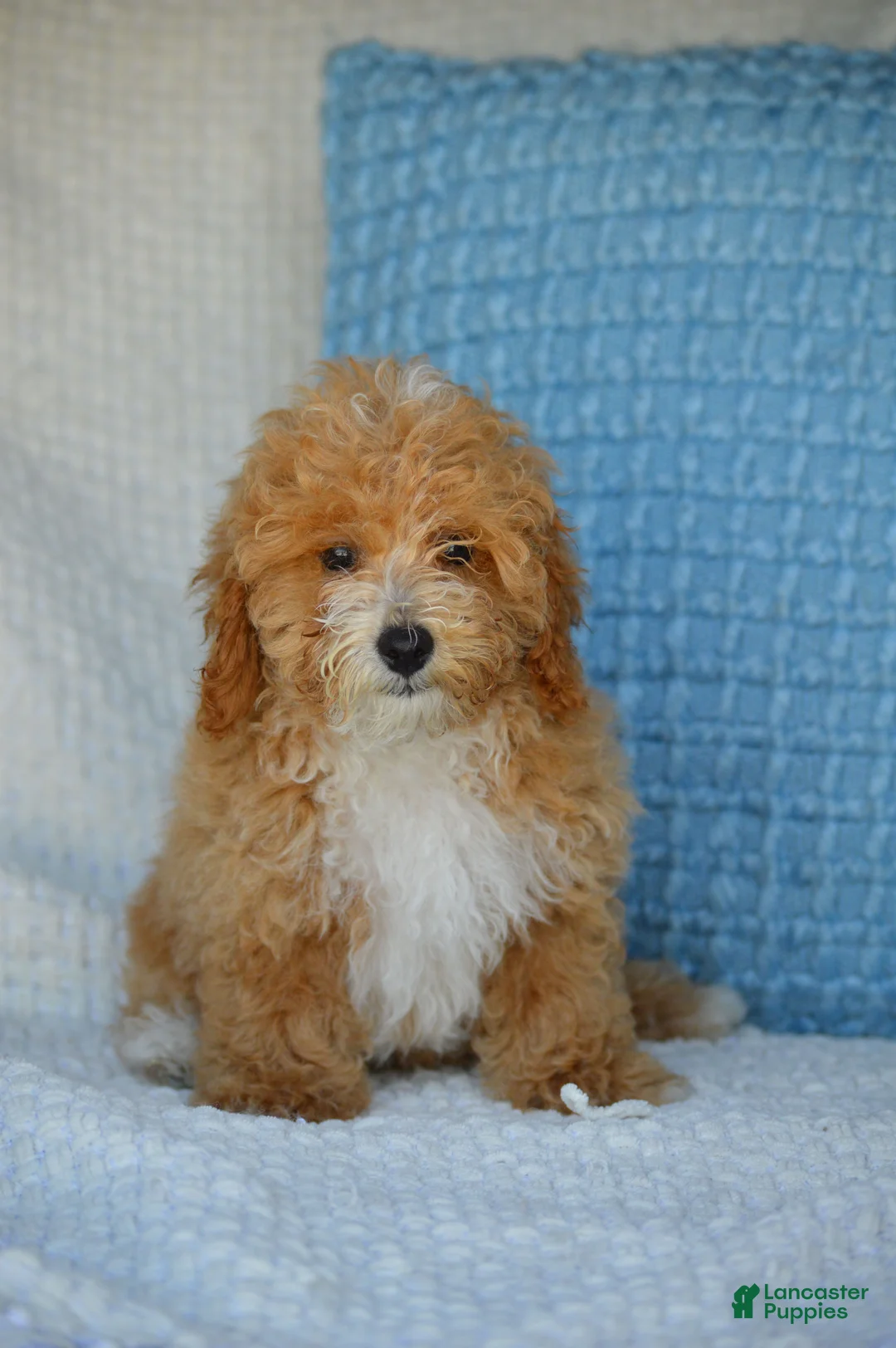 Mixed Breed dogs for sale: Simon - Ad 2