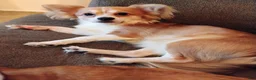 Chihuahua dogs for sale: Chihuahua 1 - Ad 6