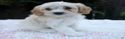 Cavapoo dogs for sale: Fern - Ad 5