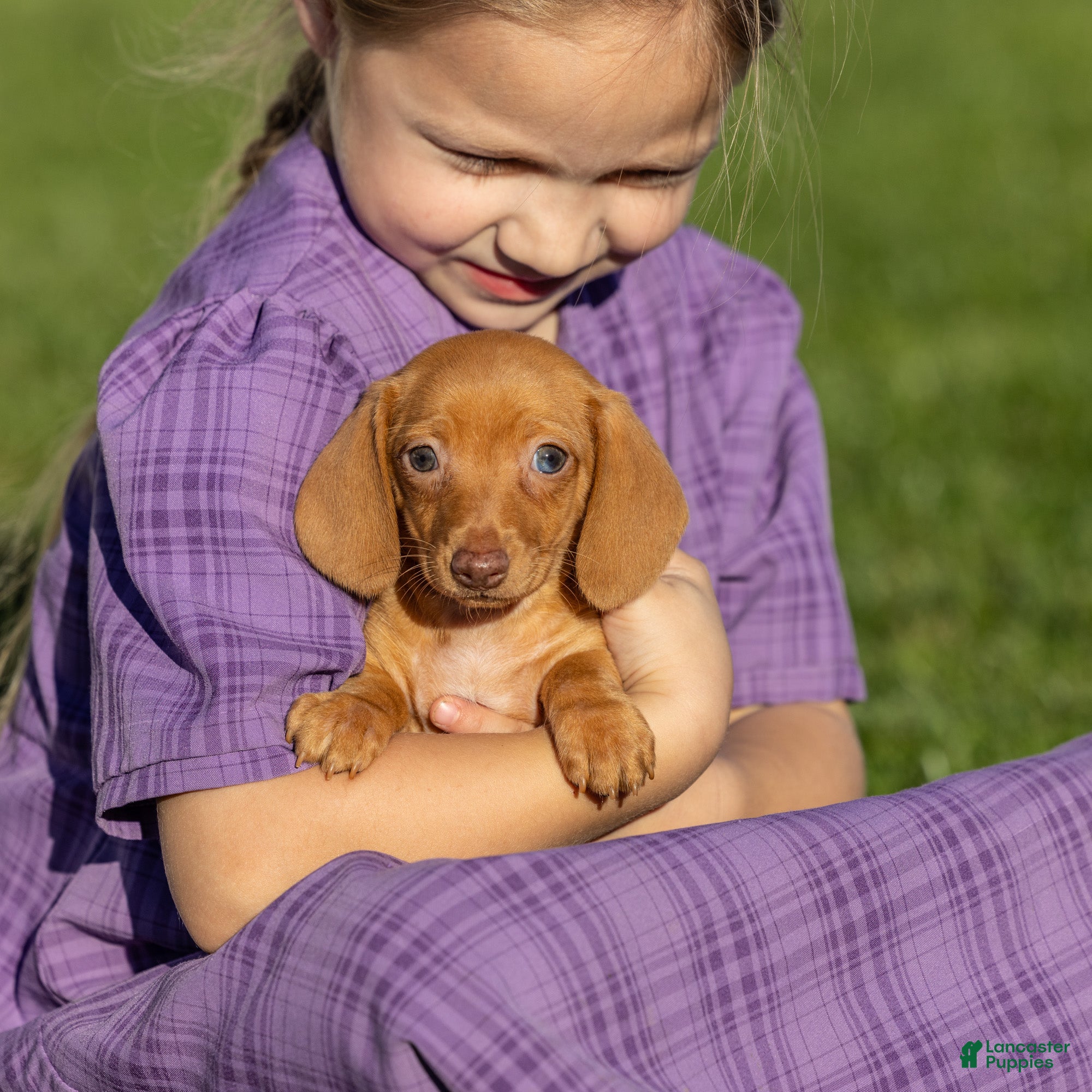Miniature Dachshund dogs for sale: Rosie - Ad 2