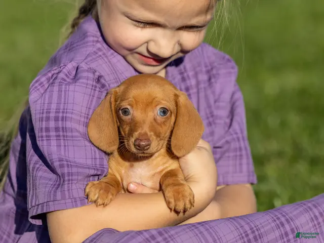 Miniature Dachshund dogs for sale: Rosie - Ad 2