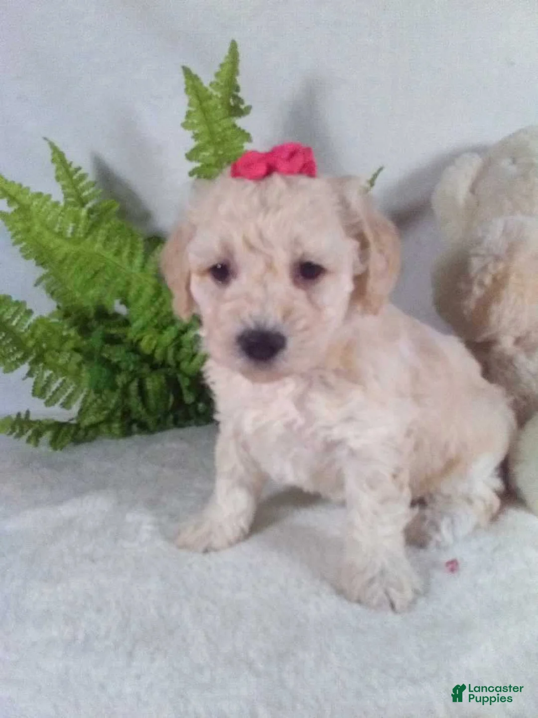 Bichpoo dogs for sale: Allie - Ad 5