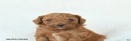 Cavapoo dogs for sale: Honey - Ad 5
