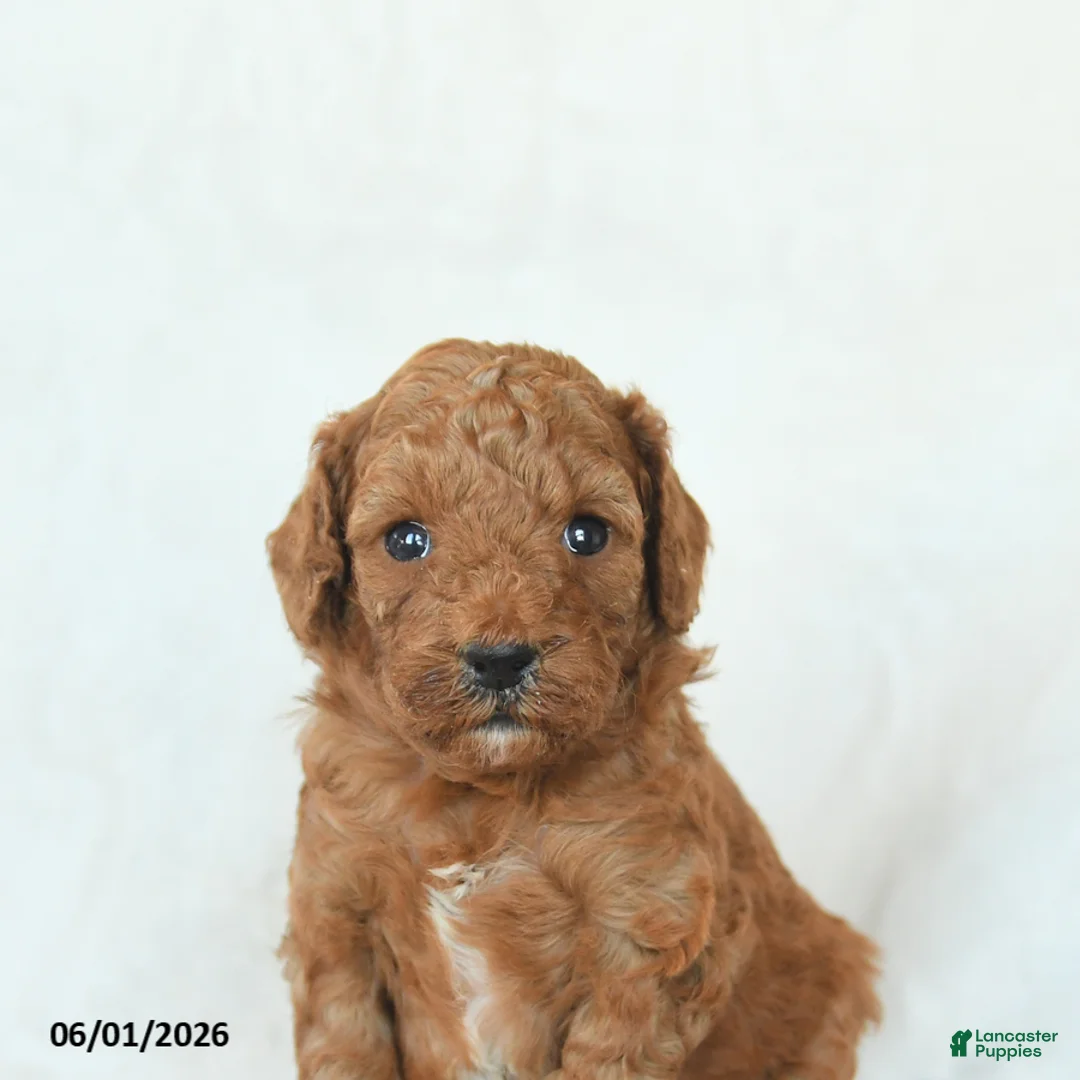 Cavapoo dogs for sale: Honey - Ad 5