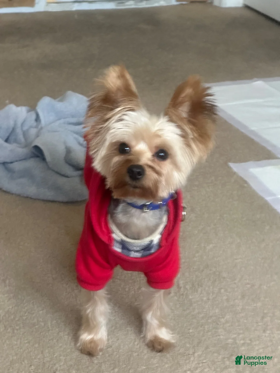 Yorkshire Terrier dogs for stud: AKC Registered Purebred Male Yorkie – 4 Years Old - Ad 2