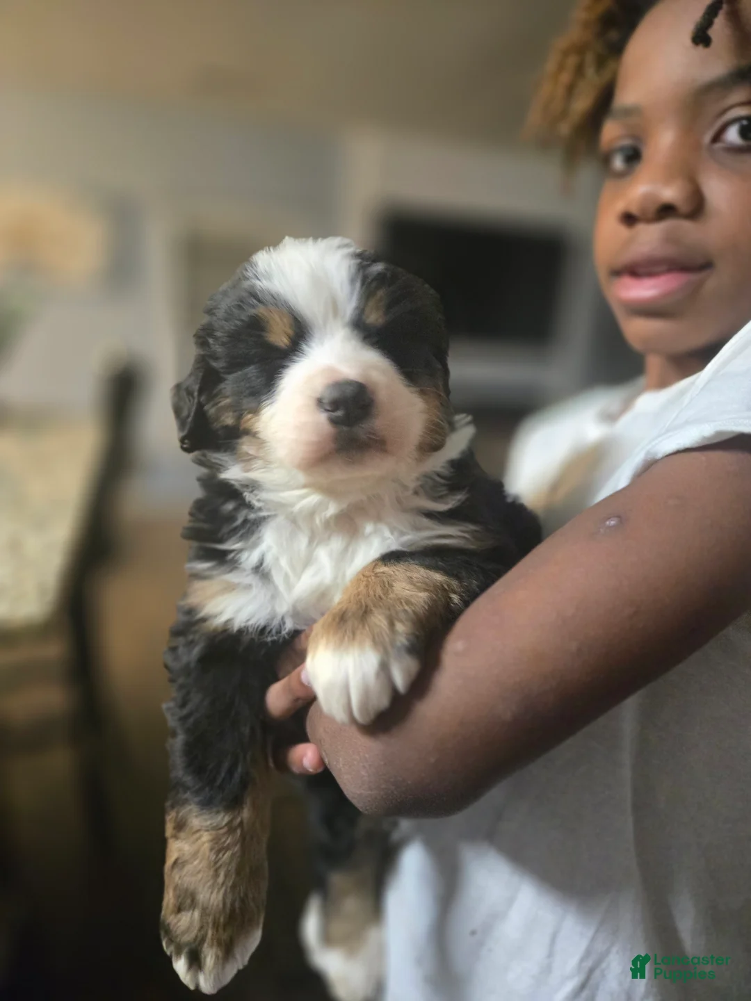 Bernese Mountain Dog dogs for sale: Yoshie  - Ad 1