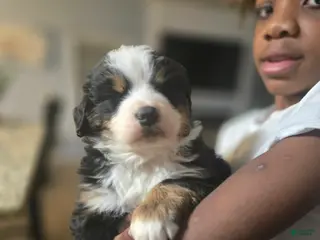 Bernese Mountain Dog dogs for sale: Yoshie - Ad 1