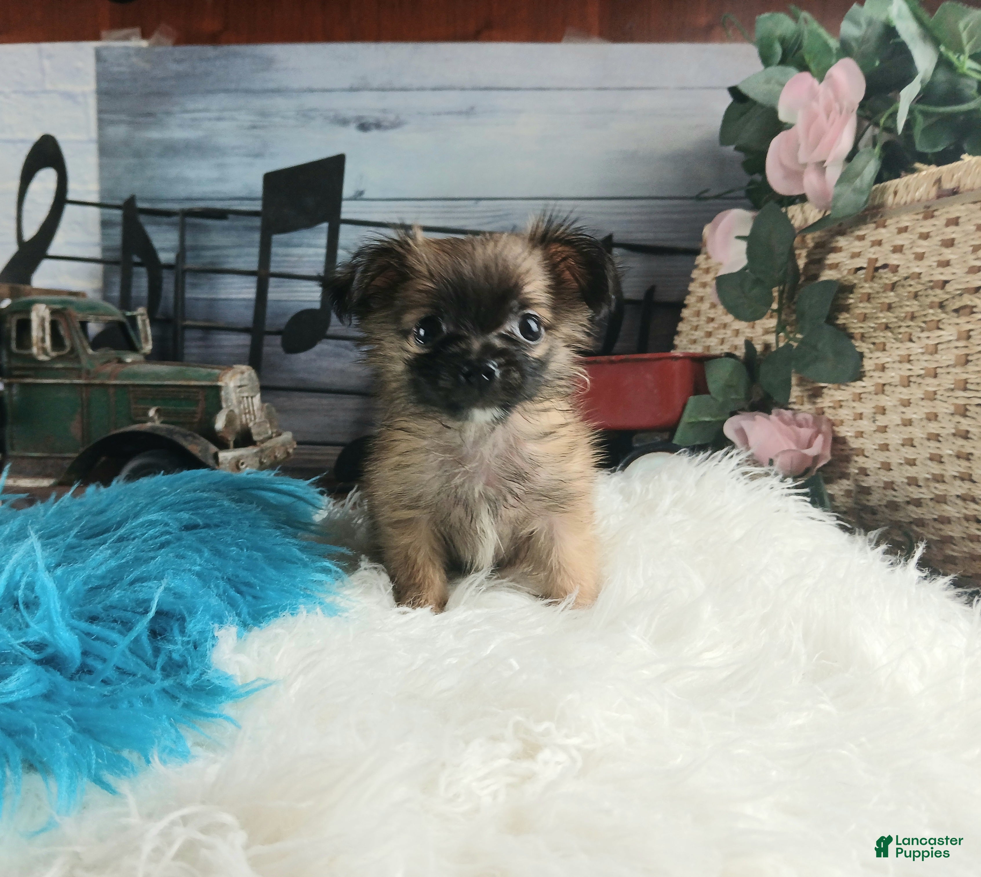 Chihuahua dogs Micro teacup long hair chihuahua.  Hand Delivery  - Ad 8