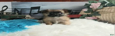 Micro teacup long hair chihuahua.  Hand Delivery 