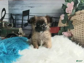Chihuahua dogs Micro teacup long hair chihuahua. Hand Delivery - Ad 8