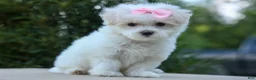 Maltese dogs for sale: OLENNA - Ad 12