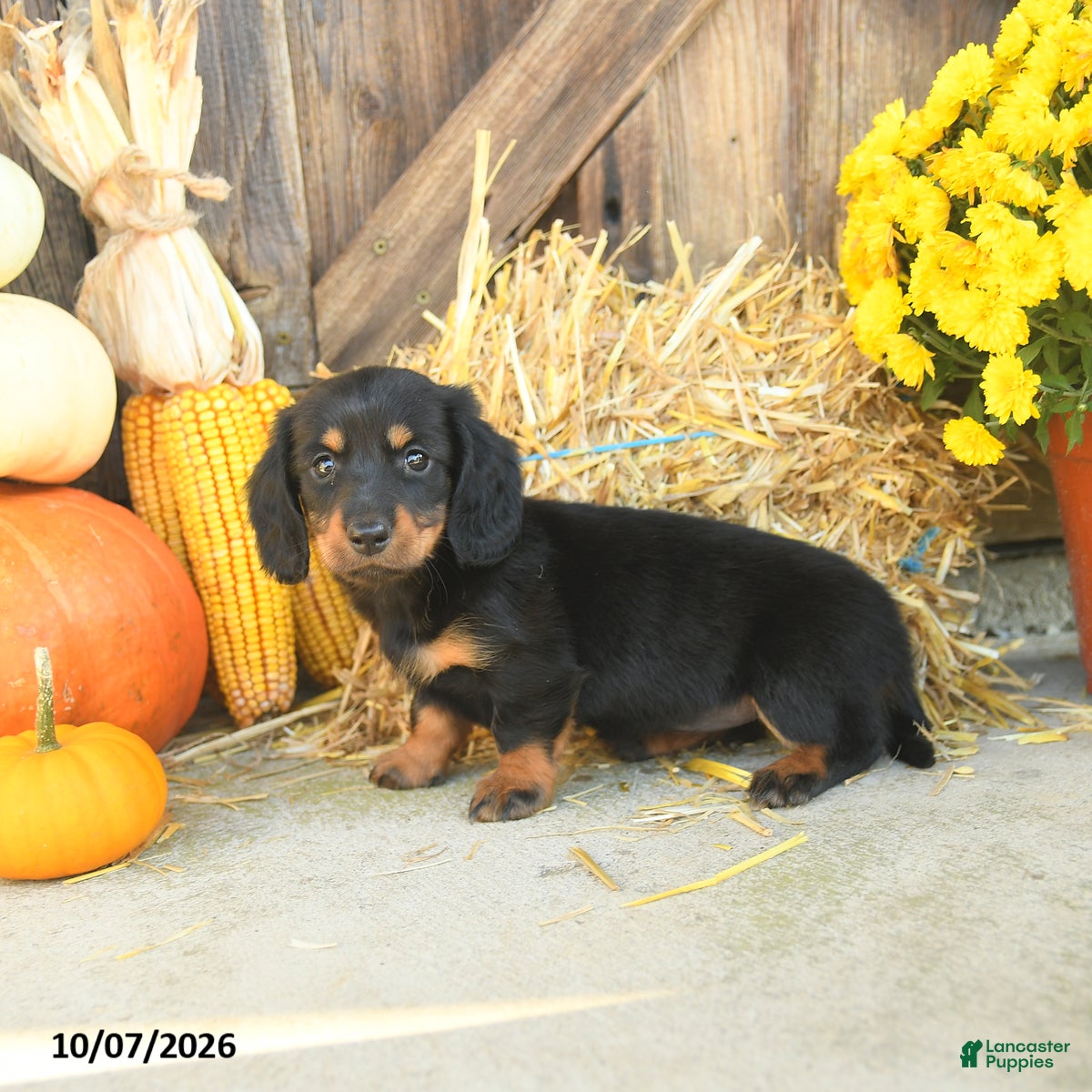Miniature Dachshund dogs Juneau - Ad 2