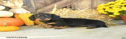 Miniature Dachshund dogs for sale: Juneau - Ad 2