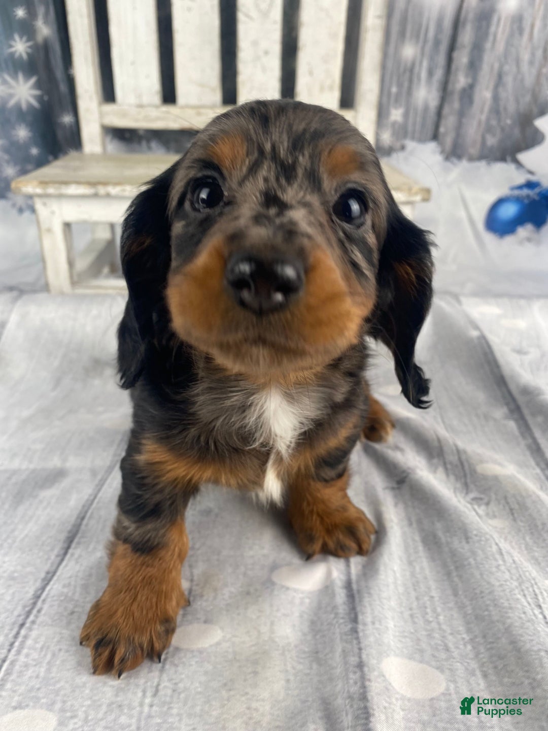 Miniature Dachshund dogs for sale: Dixie - Ad 2