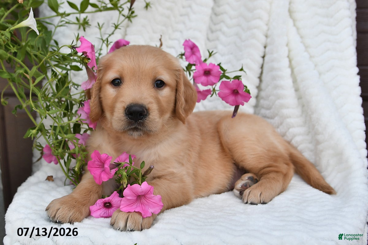 Golden Retriever dogs Carl - Ad 2