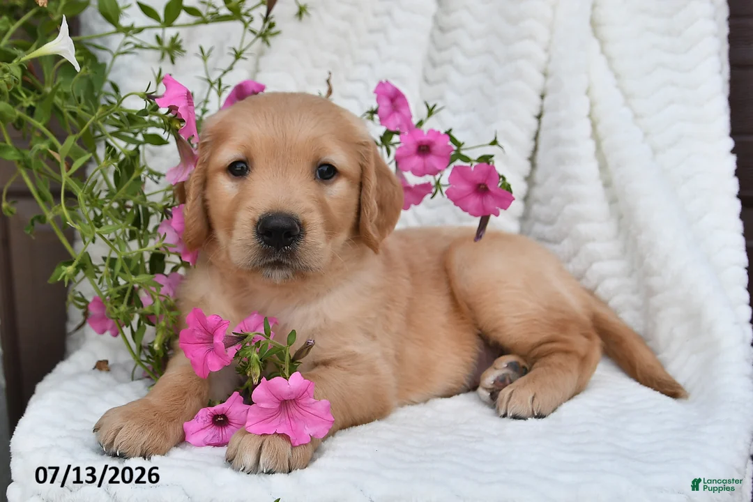 Golden Retriever dogs for sale: Carl - Ad 2