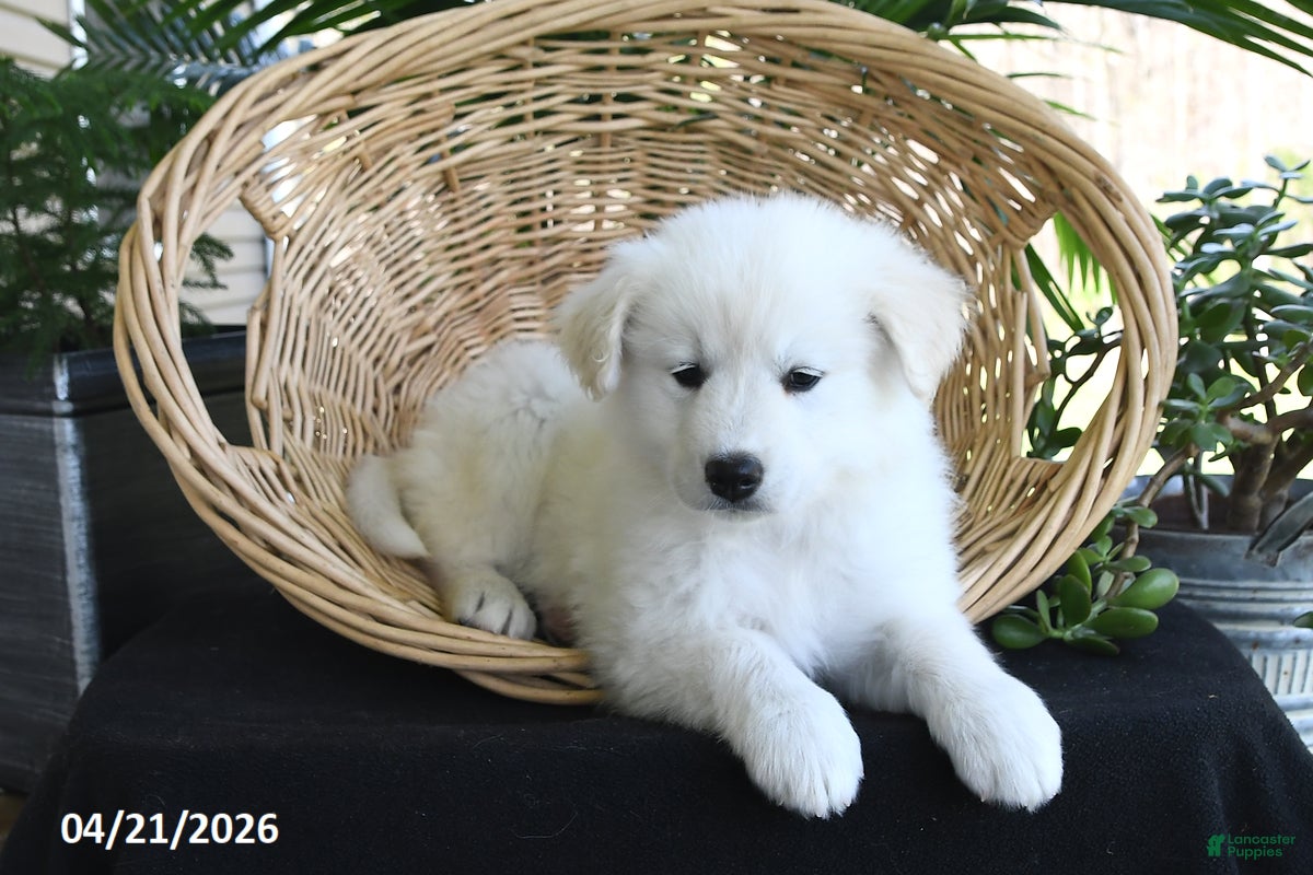 Samoyed dogs Conner - Ad 2