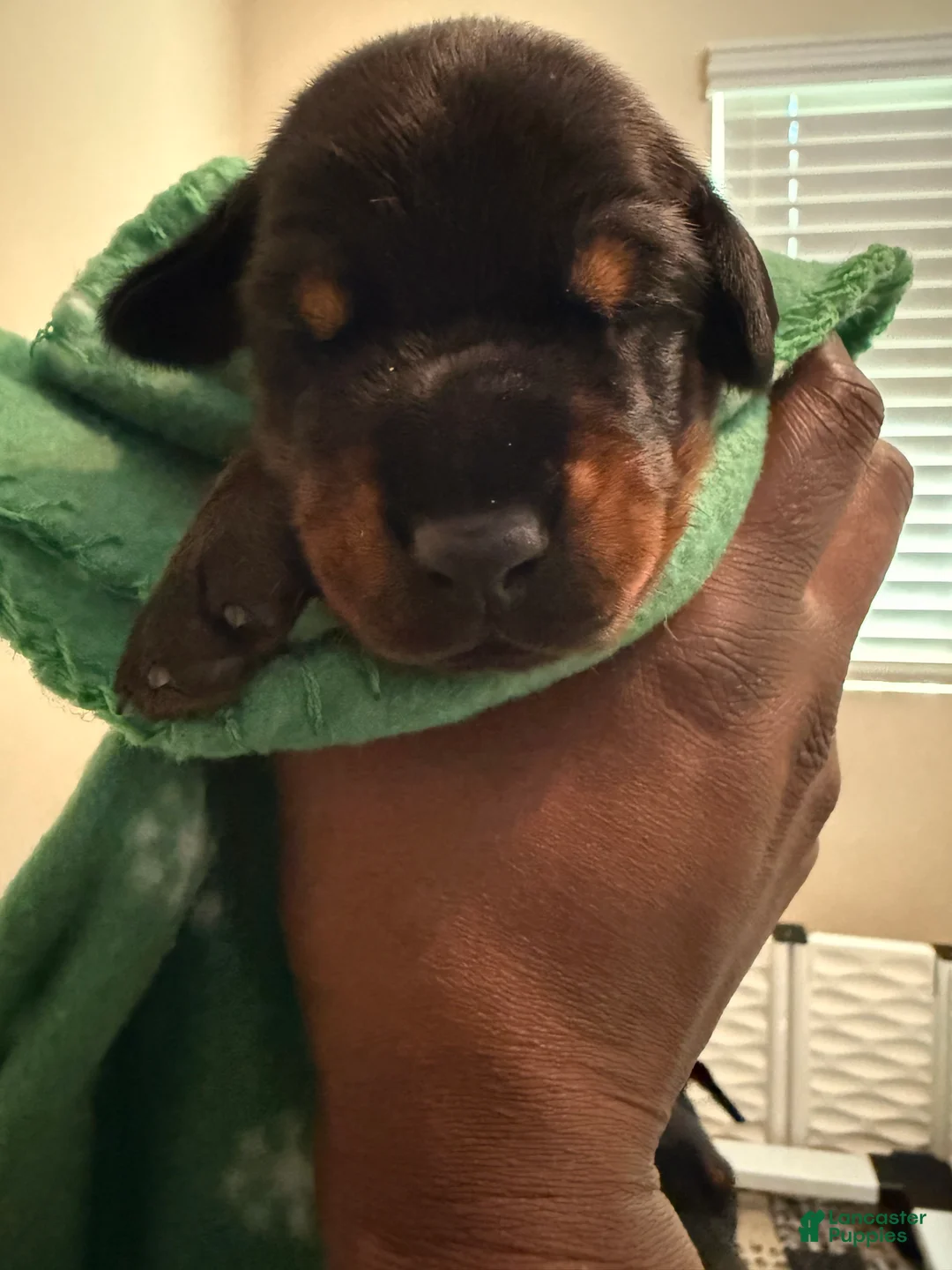 Doberman Pinscher dogs for sale: Atlas-Green Collar  - Ad 2